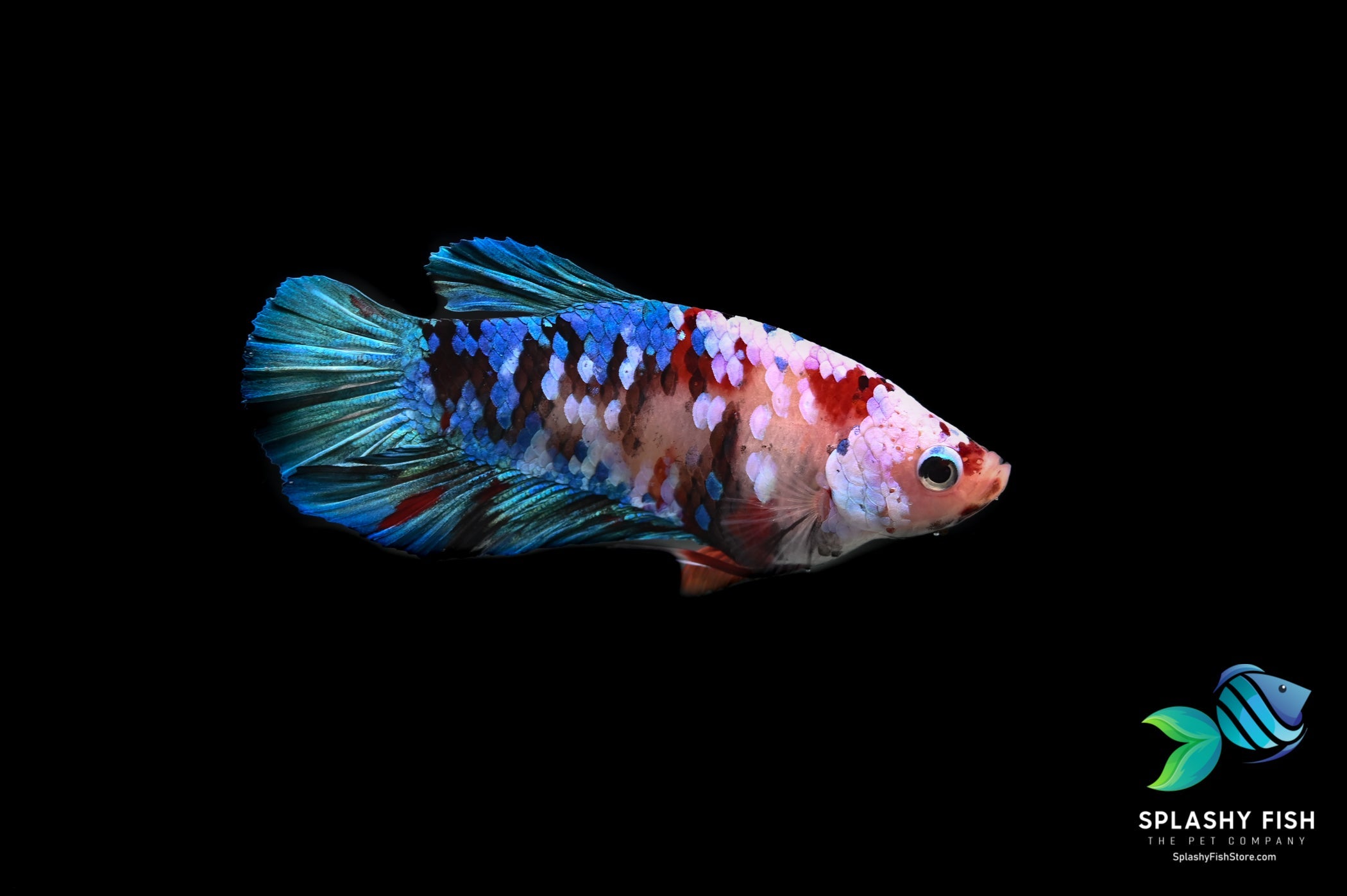 koi nemo betta fish for sale, koi betta fish for sale, premium koi betta fish, koi galaxy male betta fish, male betta fish for sale, koi nemo galaxy male betta fish, buy betta fish online, betta fish buy online, bettas for sale