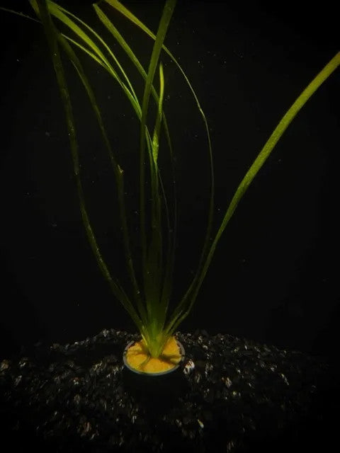 Vallisneria Plants | Splashy Fish
