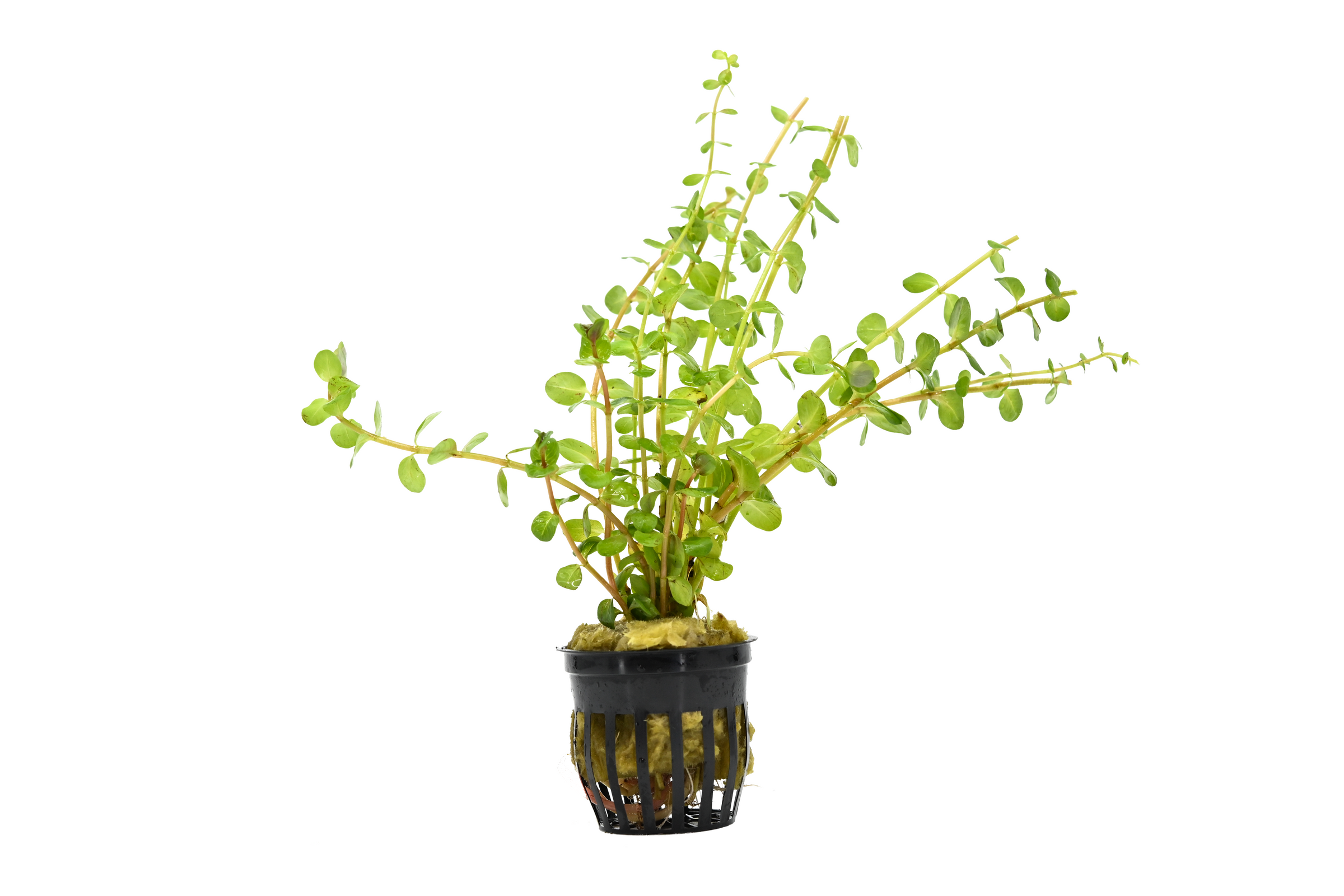 Rotala Indica is a popular aquatic stem plant in live plants