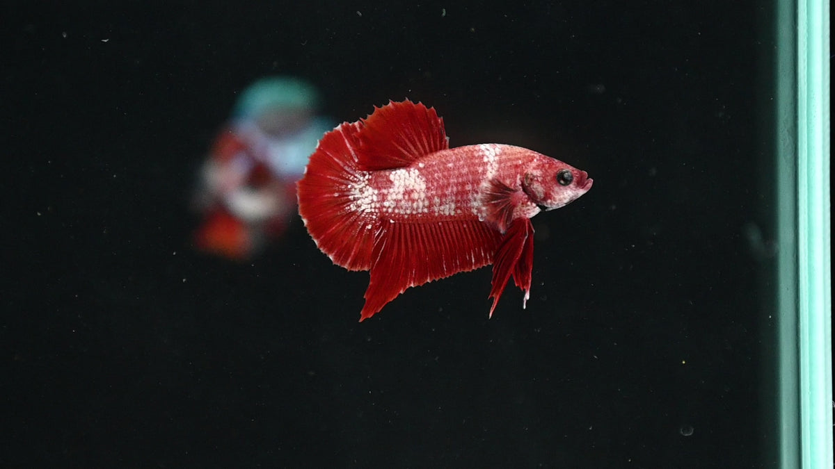 B Grade Betta Fish For Sale - Betta Fighting Fish - Bettas for Sale ...