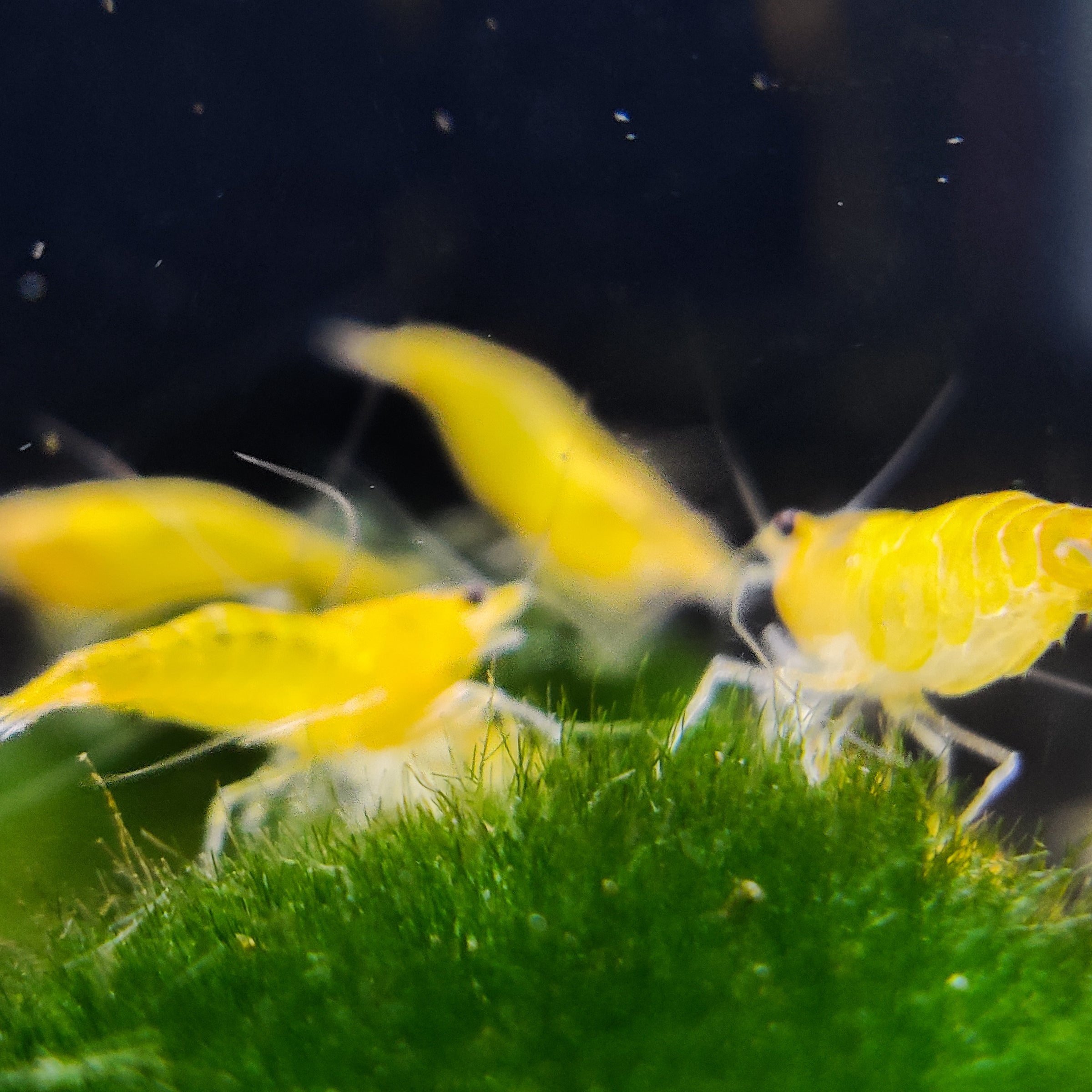 PREMIUM** Java moss aquarium live aquatic plant BUY 2 GET 1 FREE!