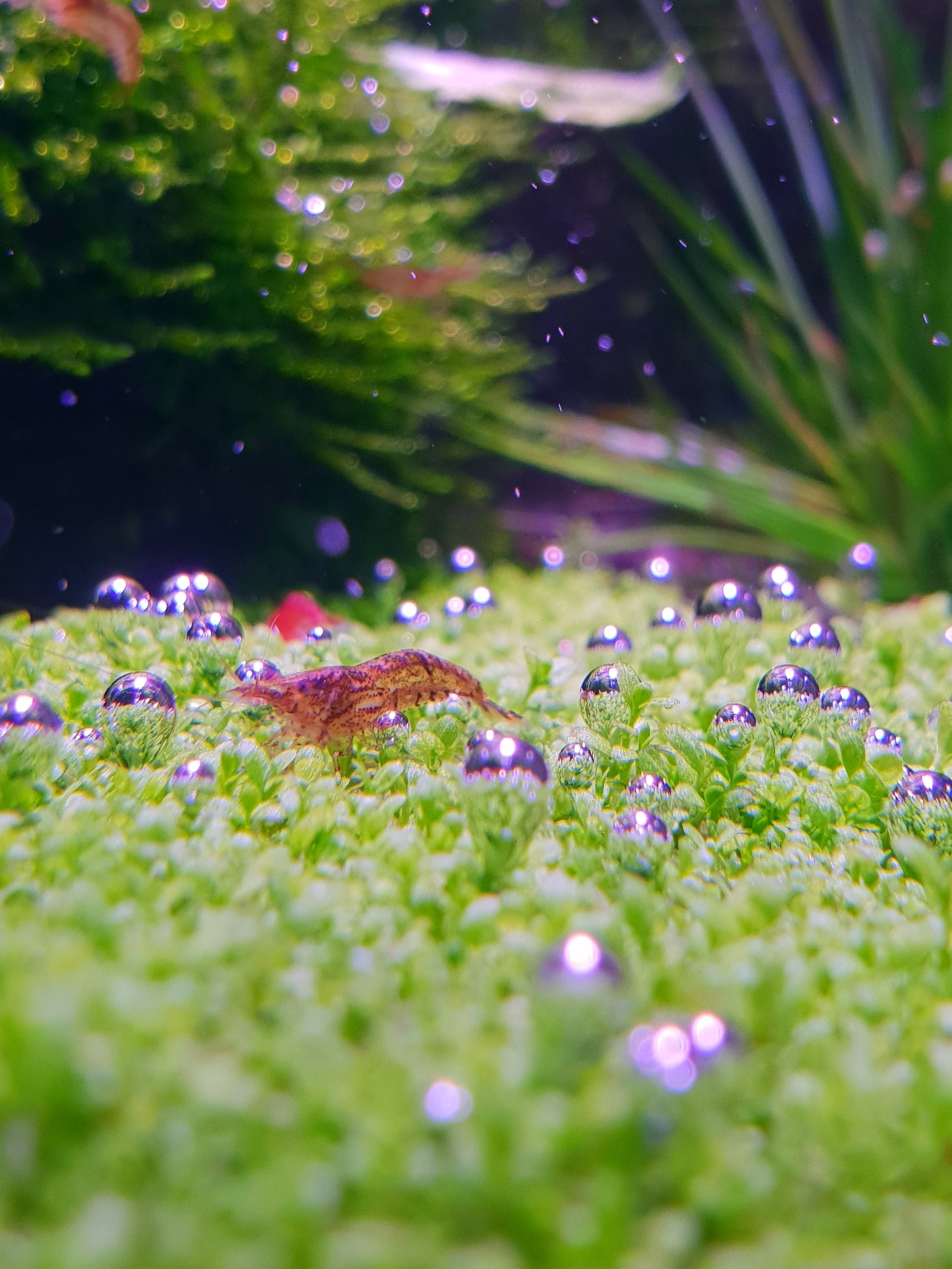 Aquarium Carpeting Plants | Live Aquarium Plants for Fish Tank