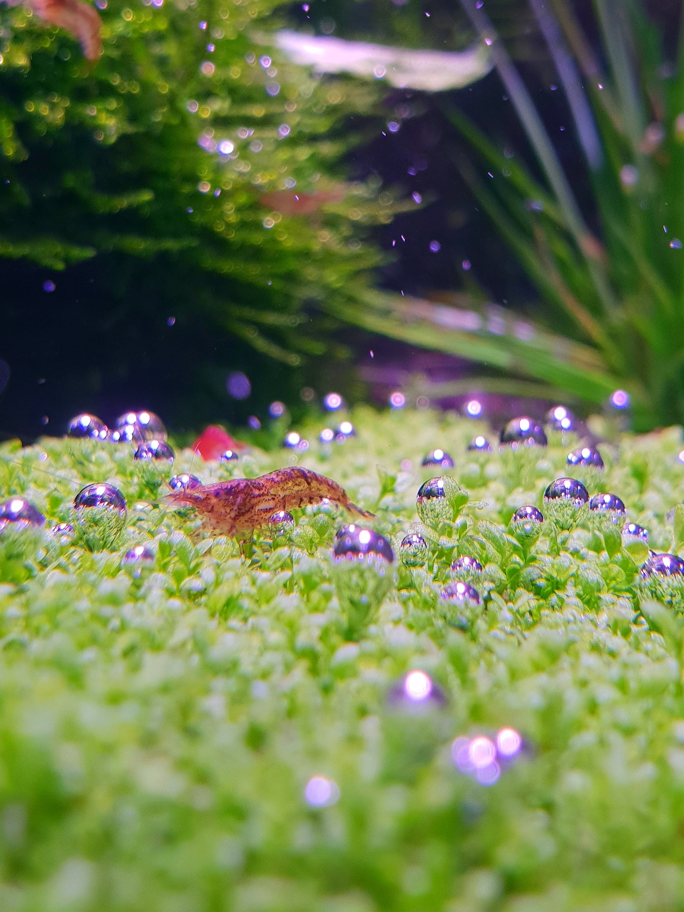 10 Best Carpet Plants For Stunning Aquarium Grass (Beginner's Guide)