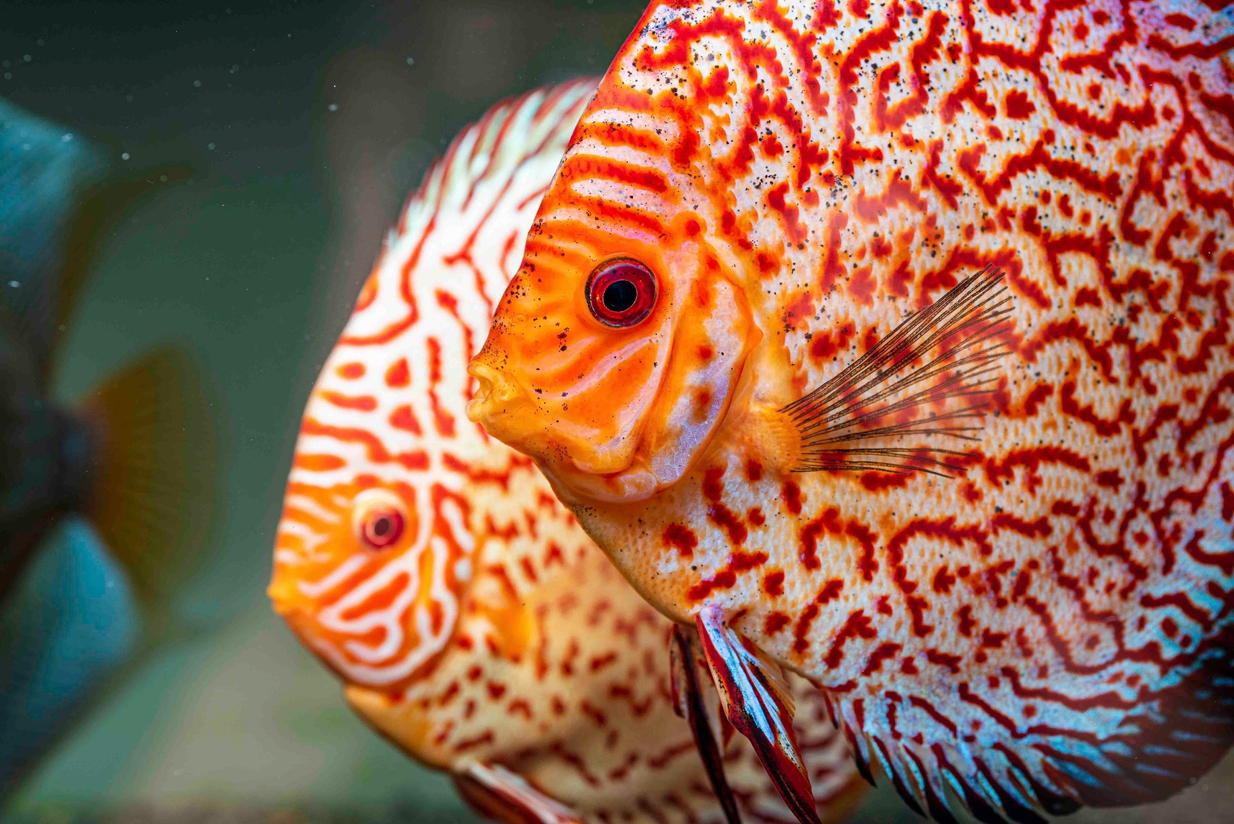 Freshwater Fish | Discus Fish For Sale