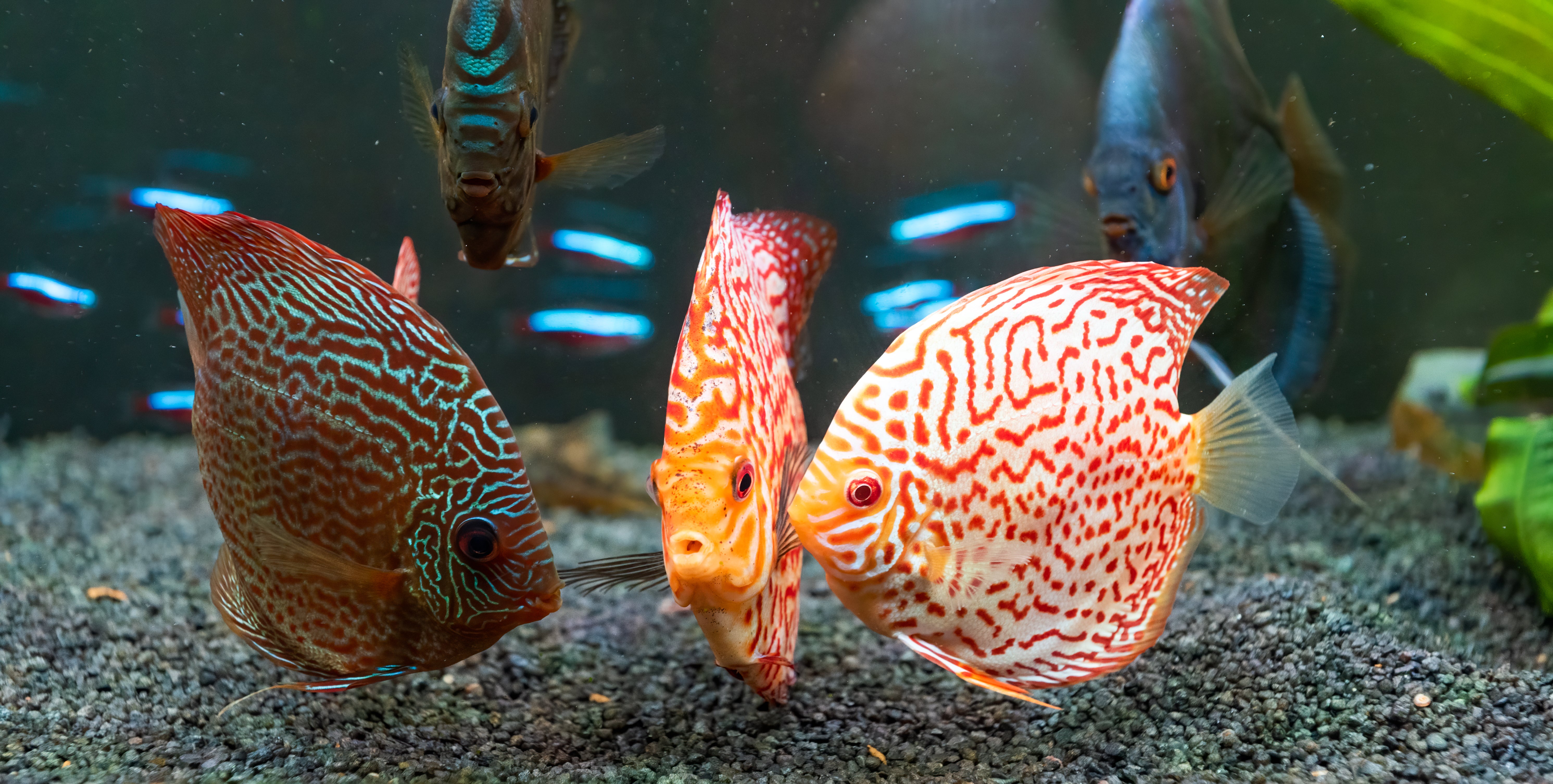 Guide How To Plant & Grow Live Aquarium Plants – Splashy Fish