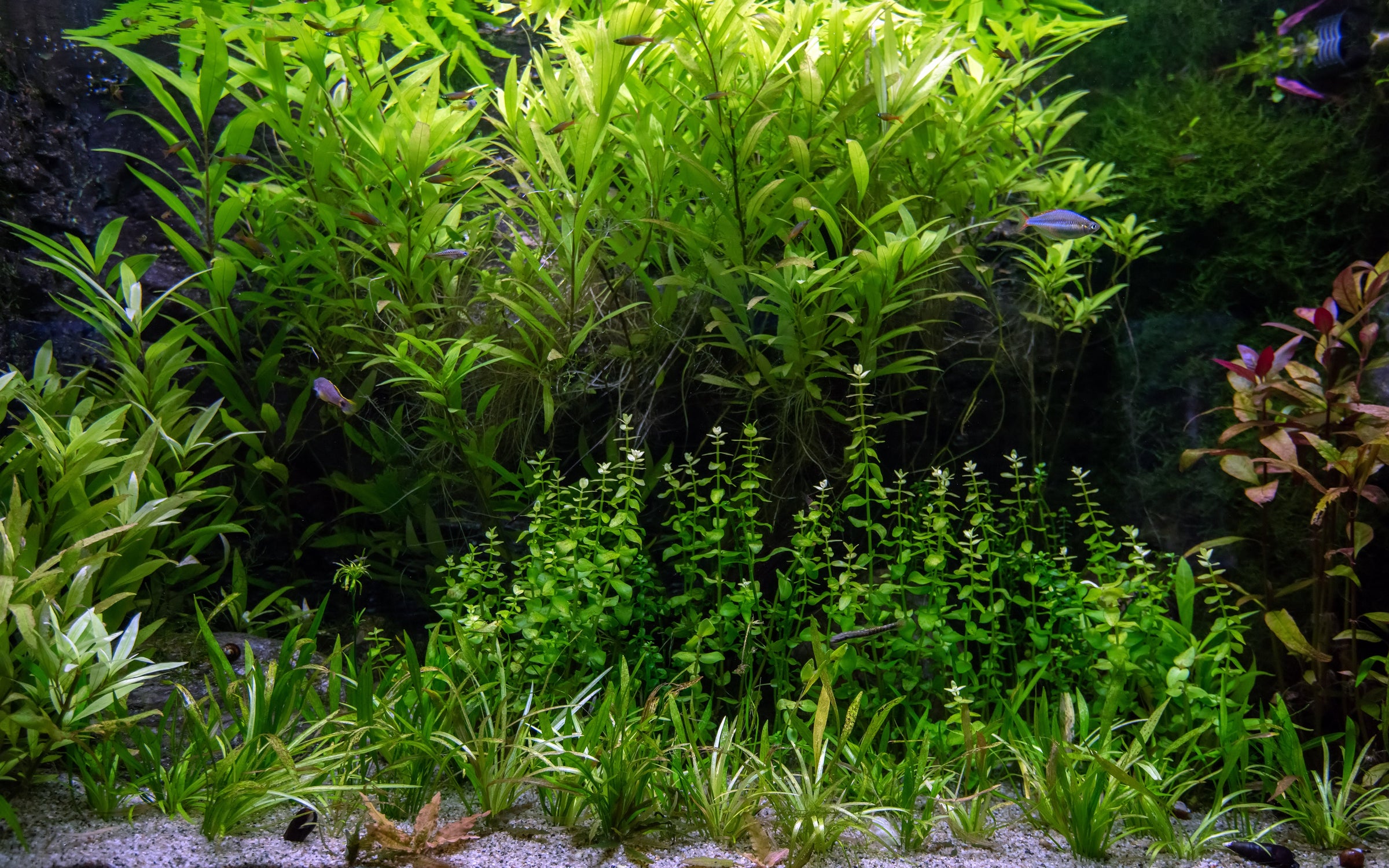 foreground plants in an aquarium are varies with different type of plants such as Christmas Moss, Java Moss, Anubias Nana Petite to Cryptocoryne Lutea.