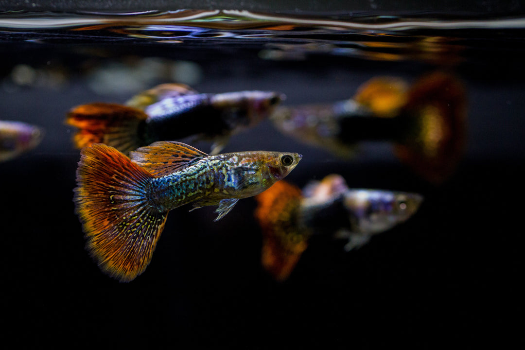 livebearers, livebearer fish, livebearer, livebearers fish, freshwater livebearer fish list, freshwater livebearers, livebearer freshwater fish, livebearer aquarium fish, livebearer fish for sale online, livebearer fish for sale
