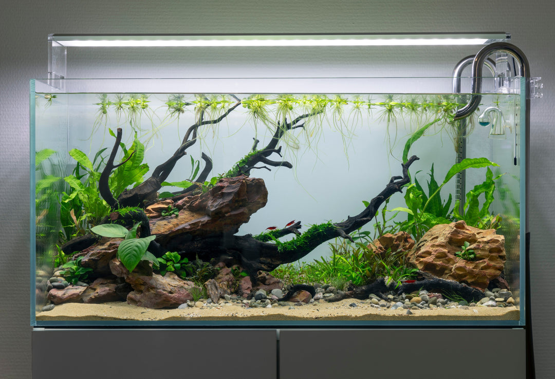 a fish tank with aquascape decorations such as driftwood, substrates, and more.
