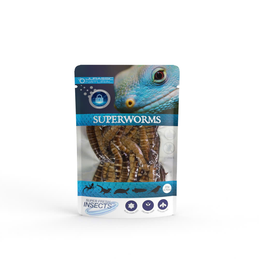 Pisces USA Aqua Natural Superworm Single Pack for sale | Splashy Fish