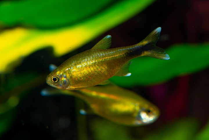 silvertip tetra, silvertip tetras, silver tetra, tetras, tetra fish, tetra fish for sale, types of tetra fish, tetra fish for aquarium, tetra fish varieties, tetra fish species, silver tetra for sale