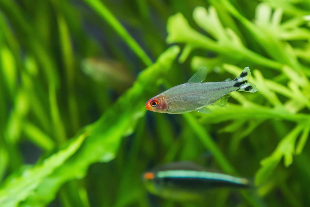 rummy nose tetra fish in planted aquarium