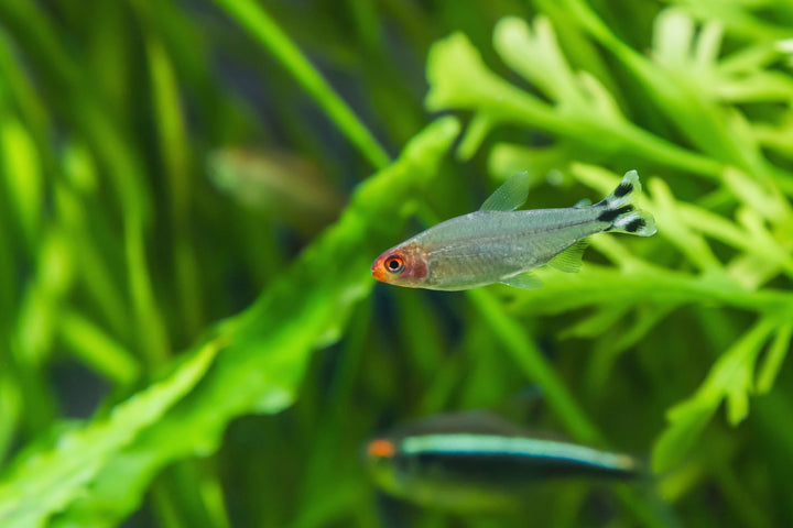 rummy nose tetra fish in planted aquarium