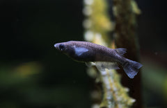 Black Medaka Japanese Ricefish