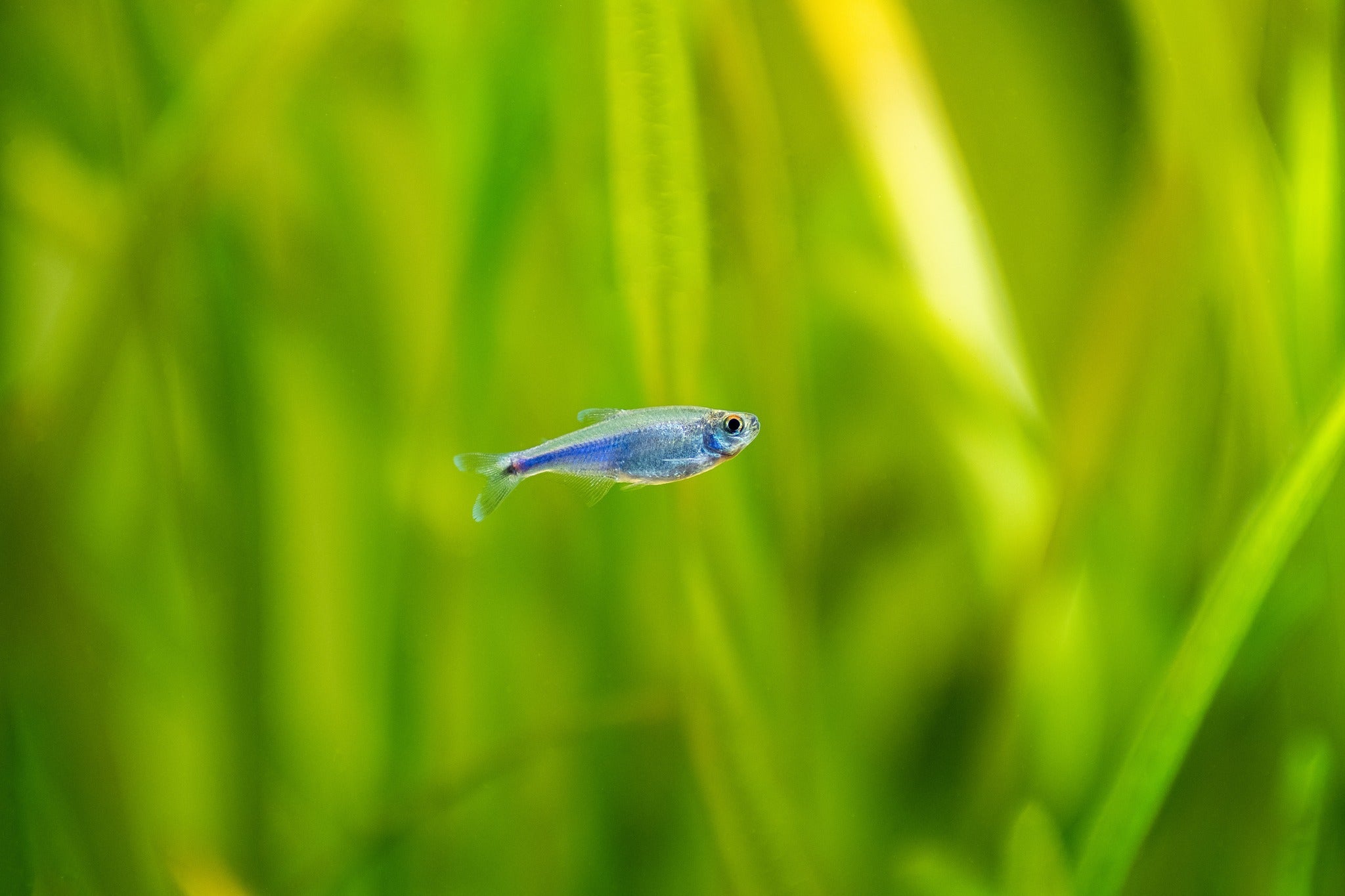 BLUE KING TETRA For Sale | Tetra Fish For Sale | Splashy Fish Store