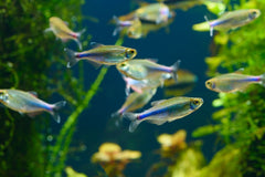 BLUE KING TETRA