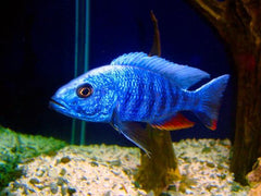 BLUE AULONACARA PEACOCK