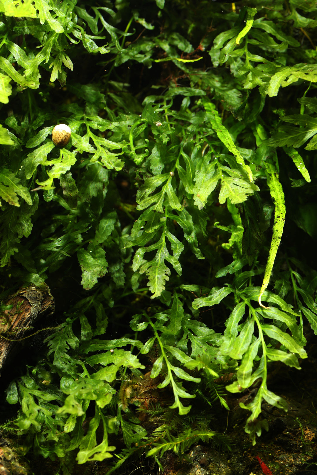 African Water Fern (Bolbitis heudelotii) in planted tank with aquarium decoration