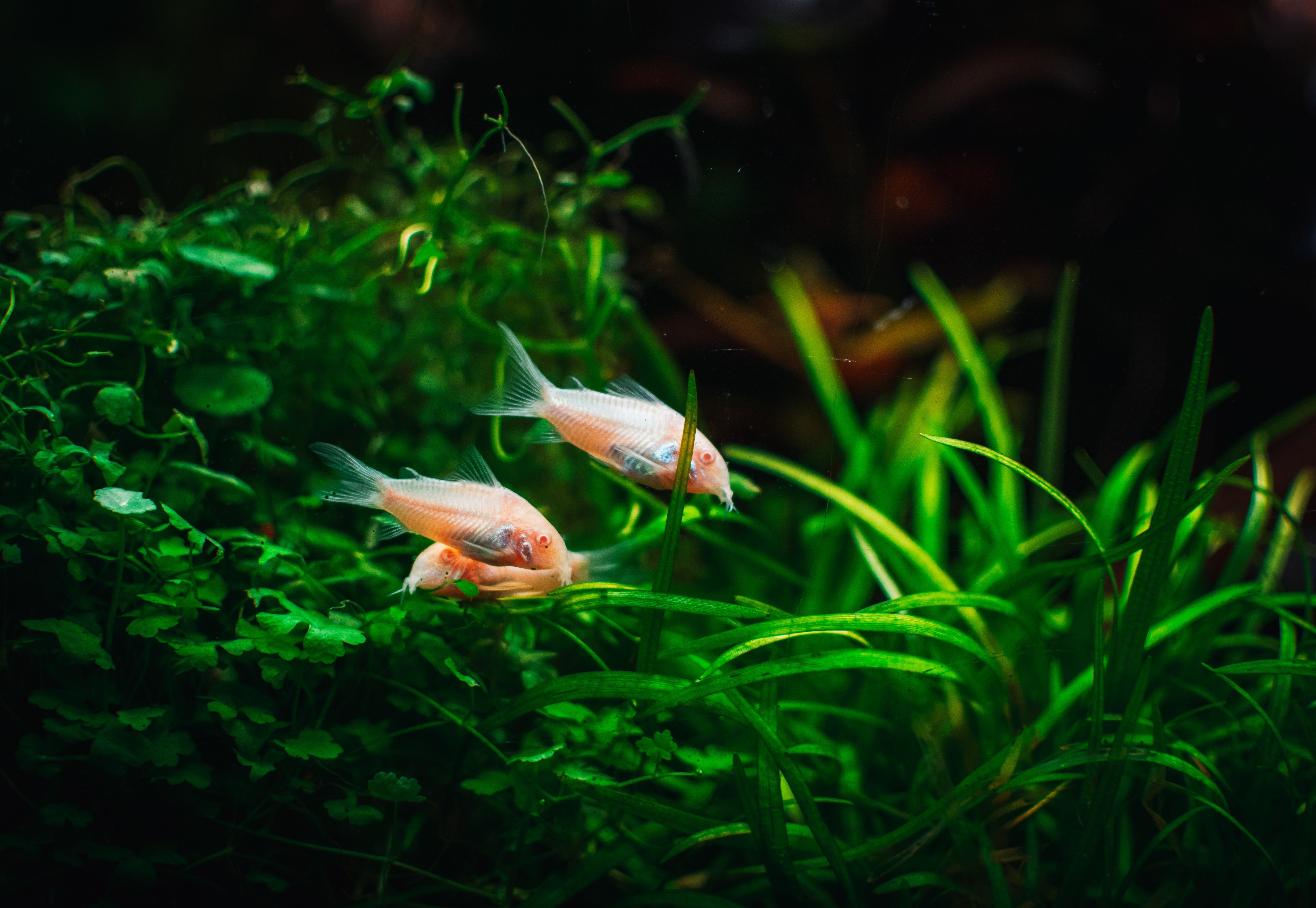 3 albino pygmy corydoras in planted aquarium for sale