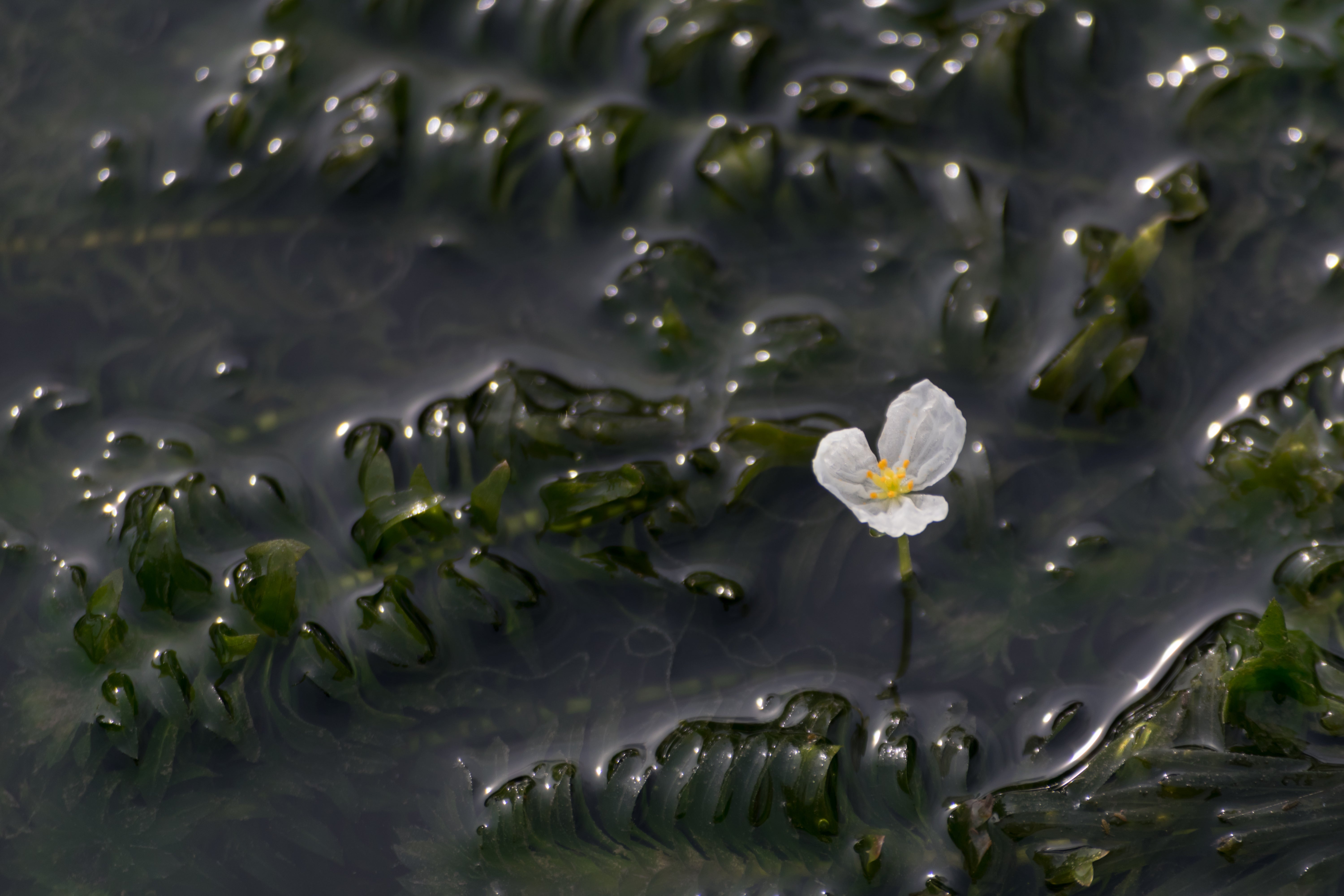 Anacharis Egeria densa plant and white flower on the surface of water