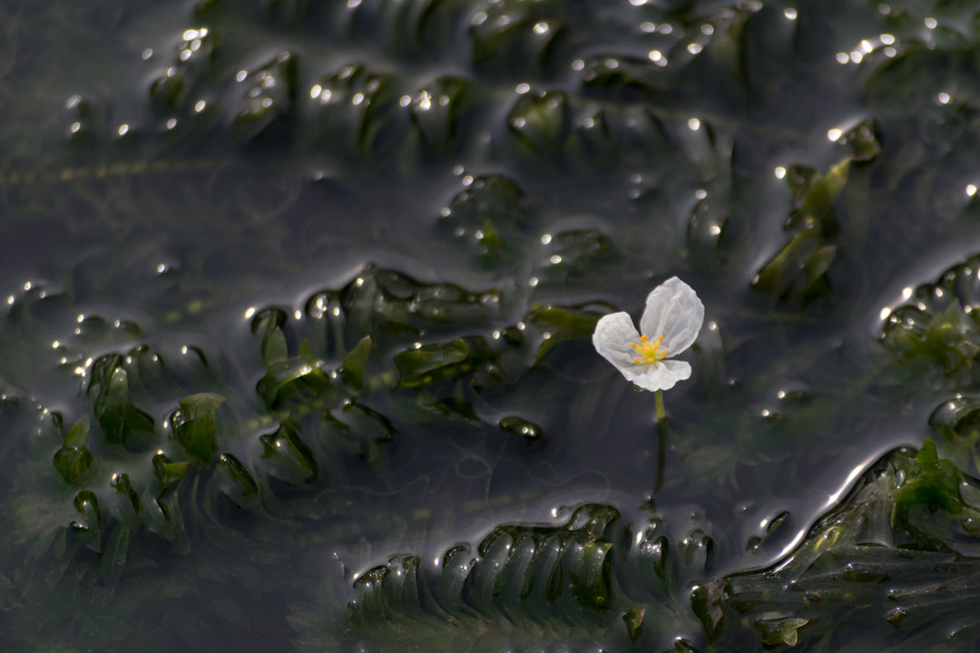 Anacharis Egeria densa plant and white flower on the surface of water