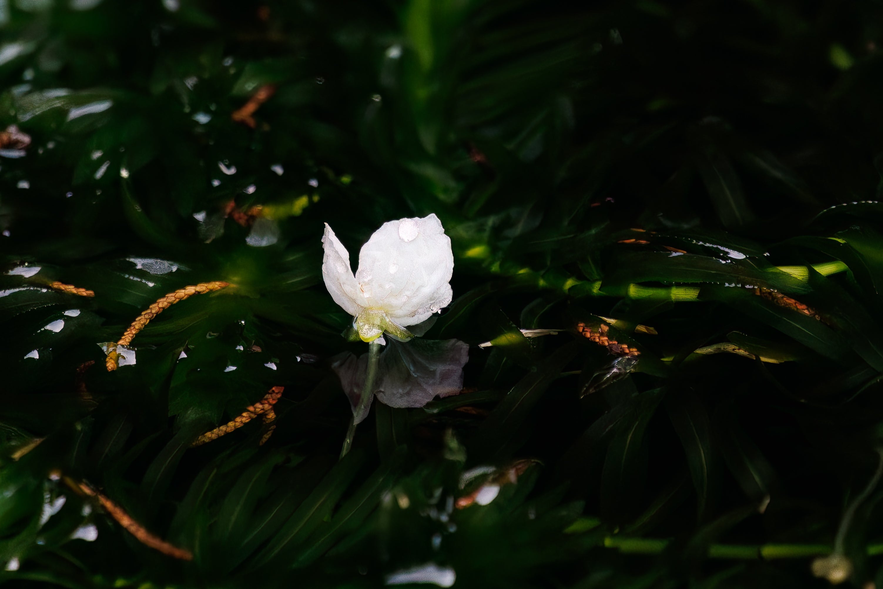 White flower from the anacharis plant floating on the water
