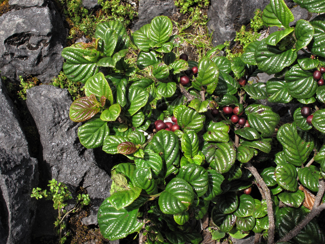 Anubias barteri 'Coffeefolia' aquarium plant for sale