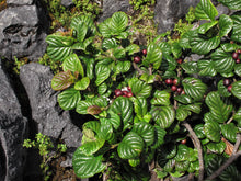 Anubias Coffeefolia