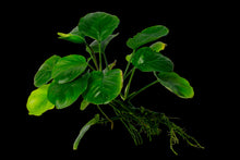 Anubias Coin Leaf