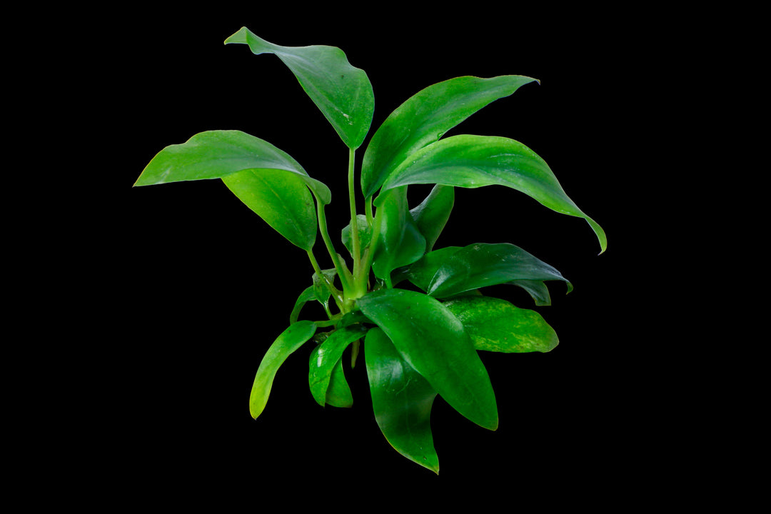 Anubias barteri 'Minima' aquatic plant