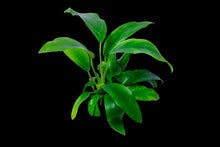 Anubias Minima