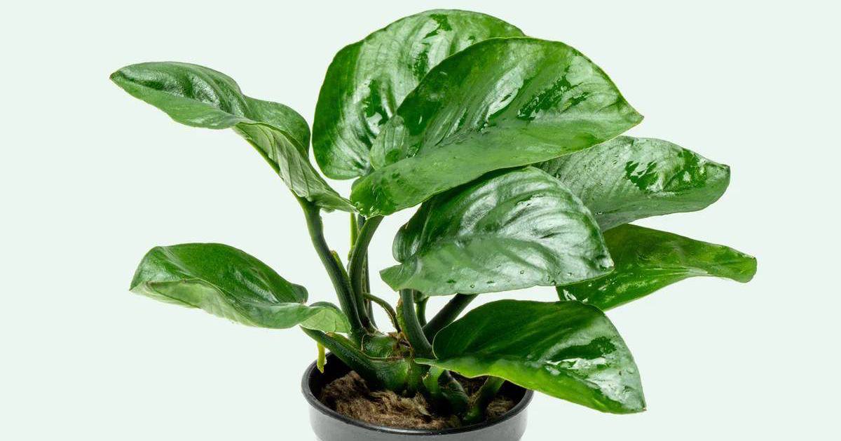 close up of green anubias barteri leaves