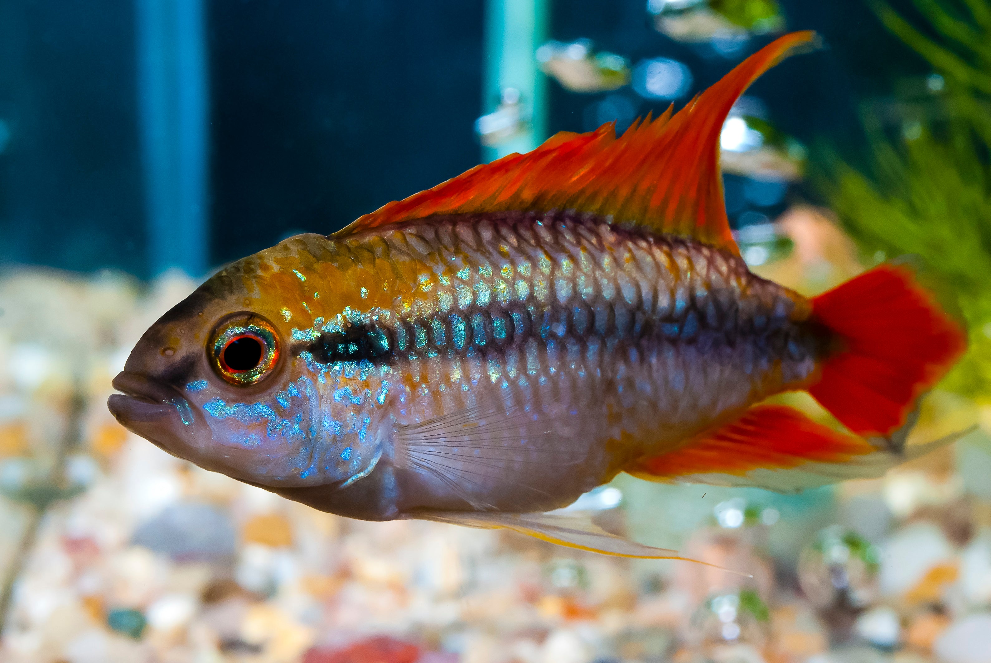 focus of apistogramma agassizii double red