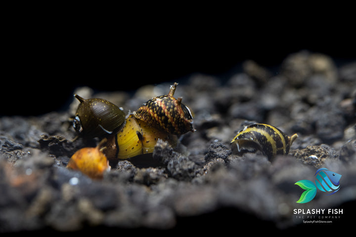 horn snail, horned nerite snail, horned nerite, horned snail, assorted horn nerite snail for sale, horn nerite snails for sale near me, thorn nerite snail