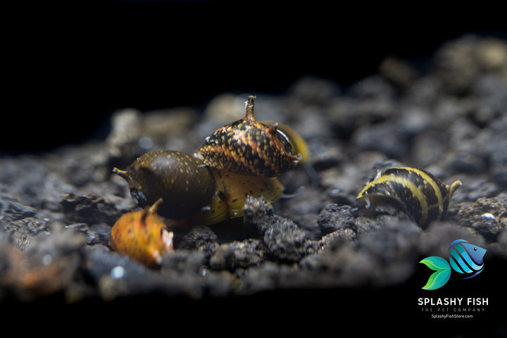 assorted horn nerite snail, assorted horned nerite snail, assorted horn nerite snails for sale, horn snail, horned snail, horned nerite snail for sale