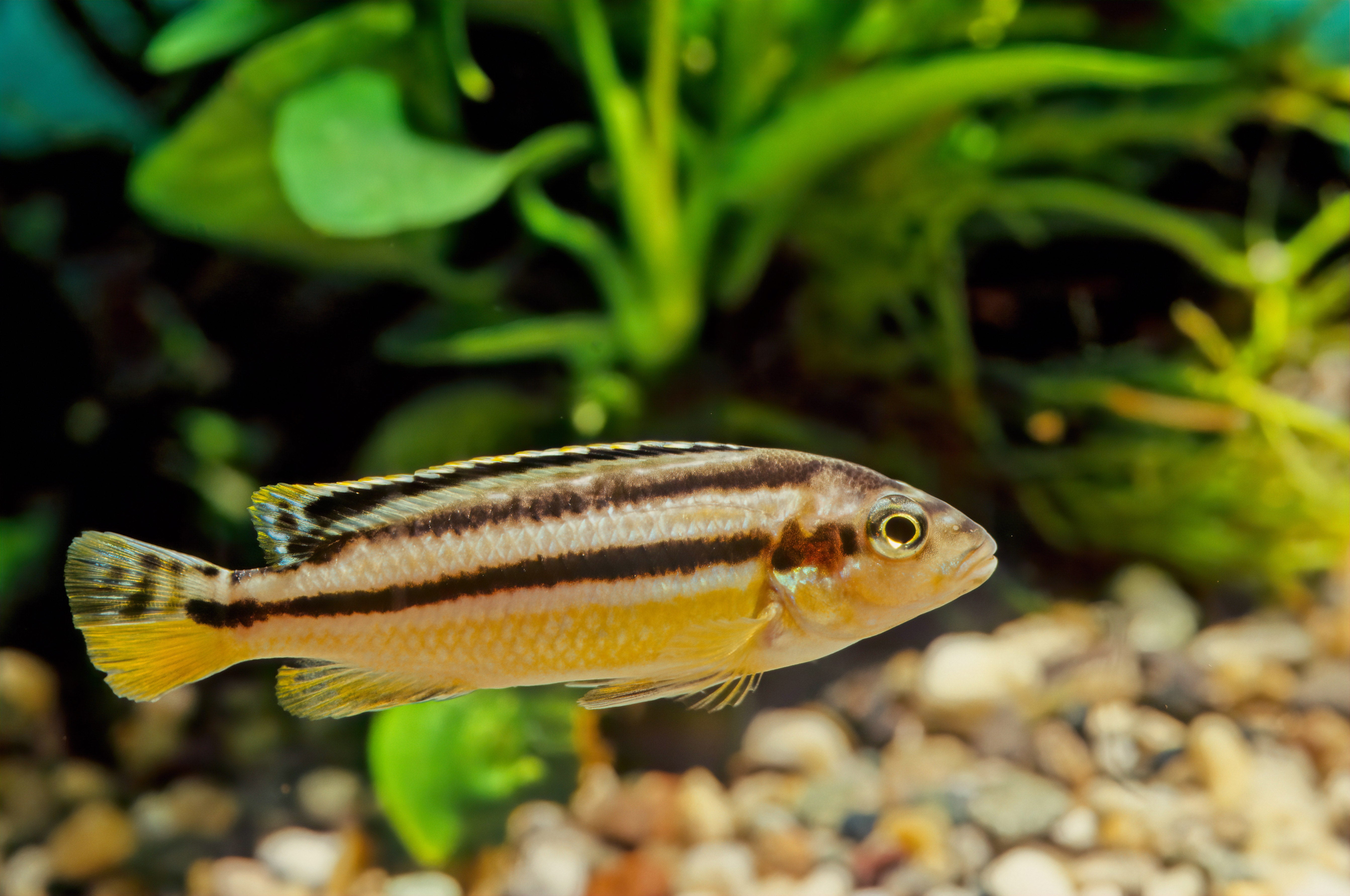 auratus, black and white cichlid, auratus cichlid, melanochromis auratus, auratus cichlids, mbuna cichlid size, black and white striped cichlid, mbuna cichlid male or female, auratus cichlid for sale