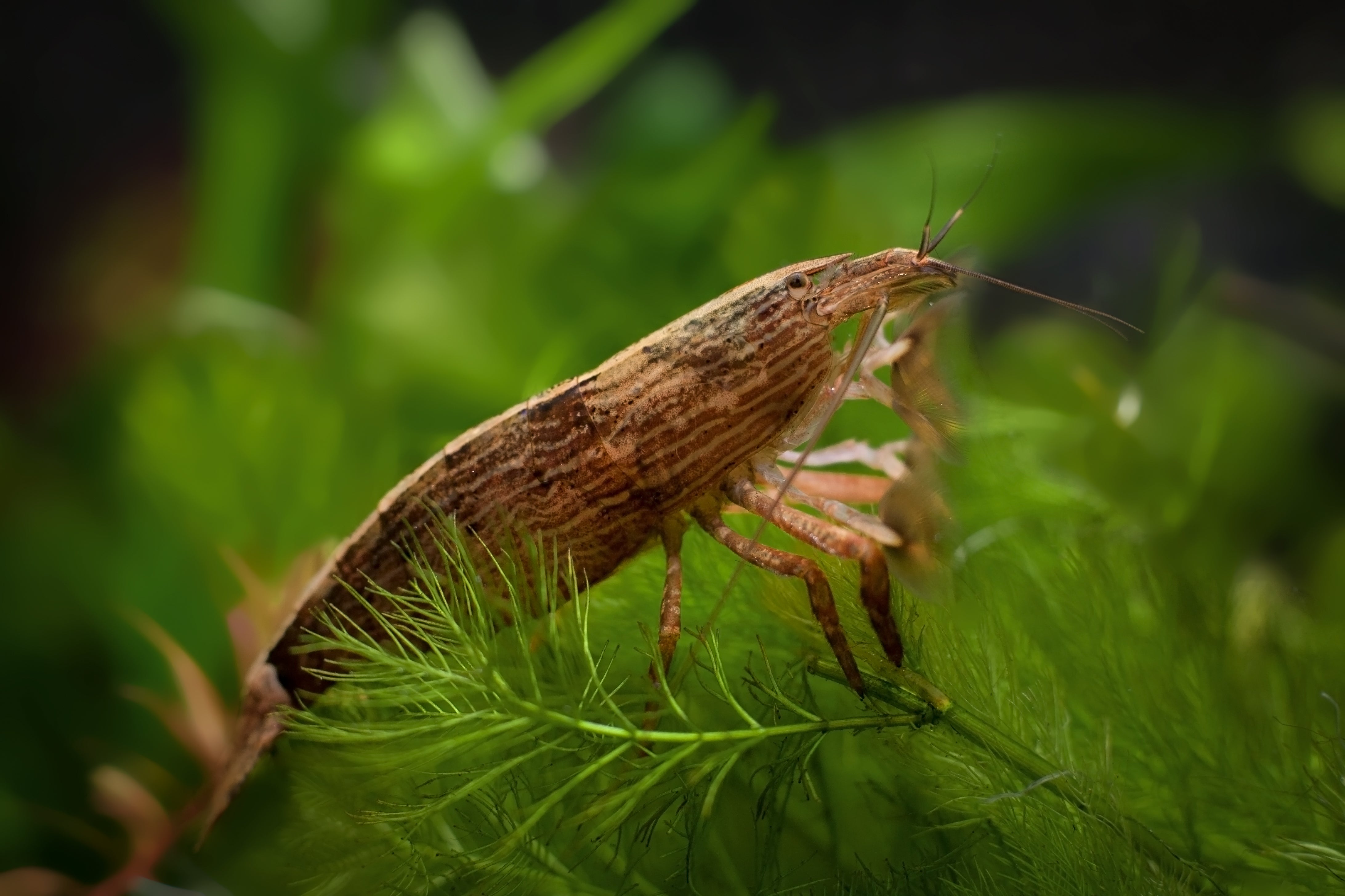 bamboo shrimp, bamboo shrimp size, bamboo shrimp care, wood shrimp, bamboo shrimp tank size, bamboo shrimp for sale, atyopsis moluccensis, what do bamboo shrimp eat, shrimp wood, bambo shrimp, bamboo shrimp colors, bamboo shrimp aquarium, breeding bamboo shrimp, bamboo shrimp breeding