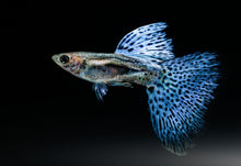 Blue Grass Guppy Fish