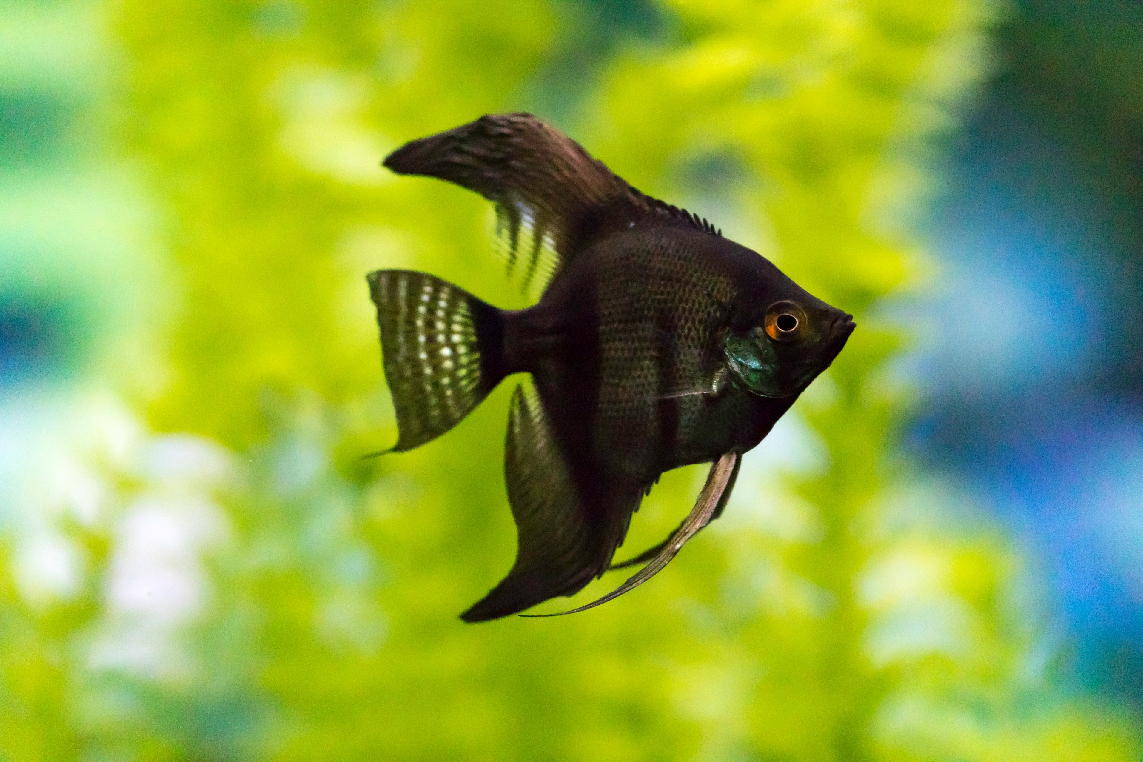 black angel fish, black angelfish, black freshwater fish, angel fish black, angelfish black, black angle fish, black angelfish for sale, black fish for sale, angelfish, angel fish for sale
