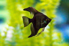 Black Angel Fish