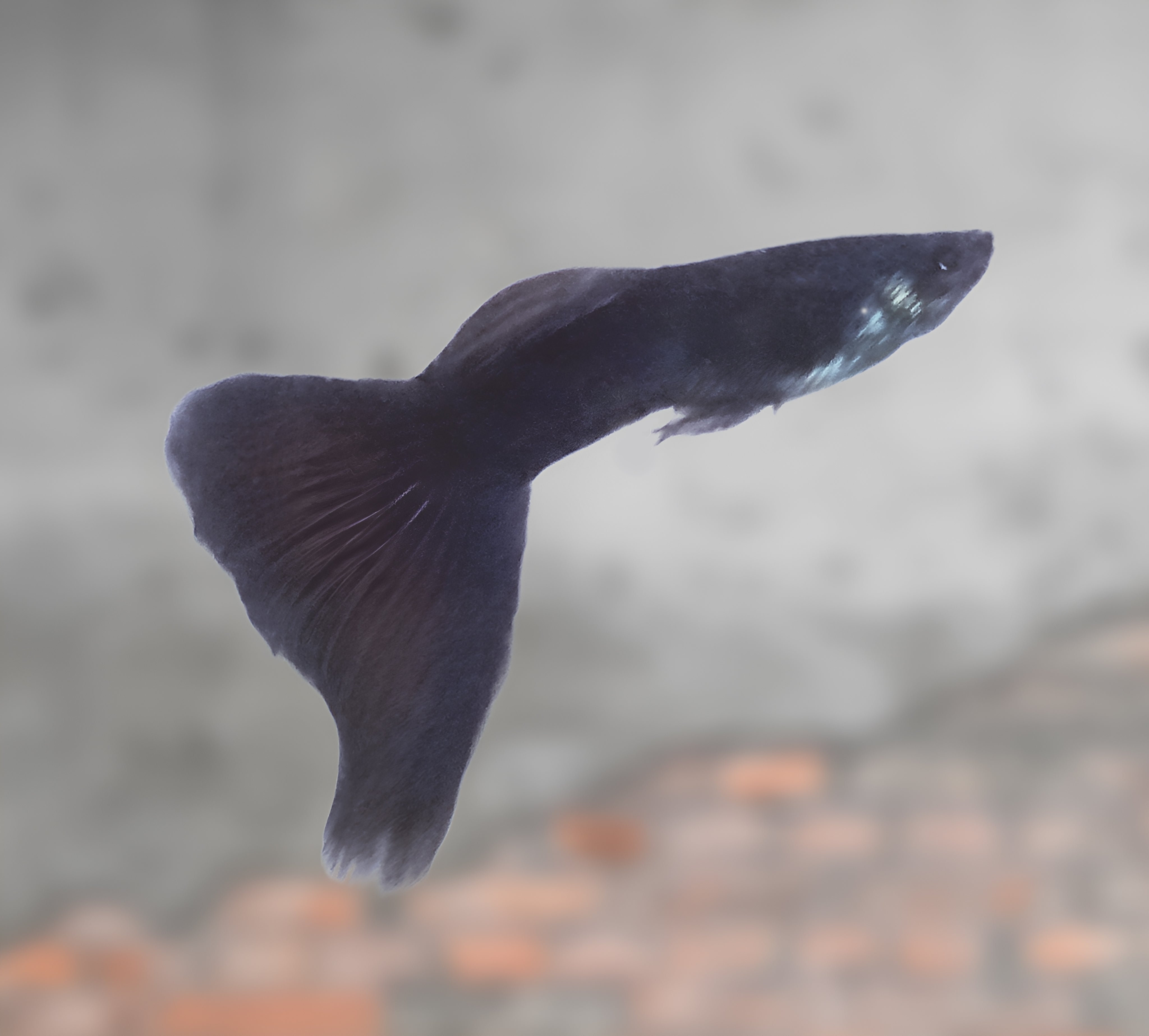 male black moscow guppy fish