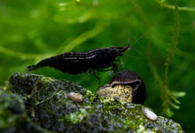 Black Rose Shrimp