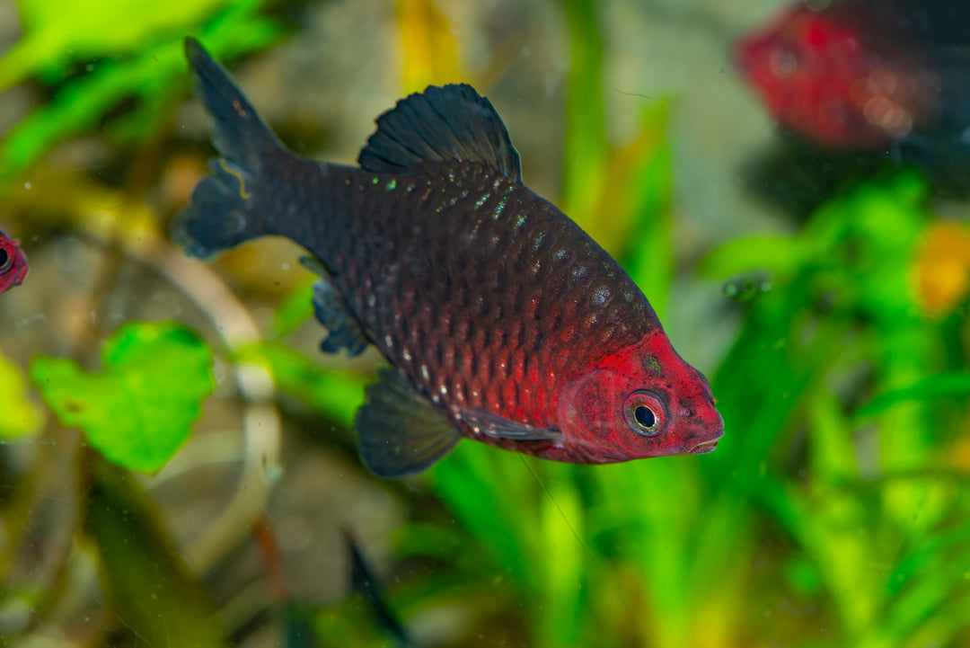 black ruby barb, ruby barb, black ruby barbs, ruby barb fish, black barb, pethia nigrofasciata, black ruby barb fish, ruby barbs, black ruby barb size, black barbs, black ruby barb for sale, black ruby barbs for sale, barb fish for sale, barbs for sale