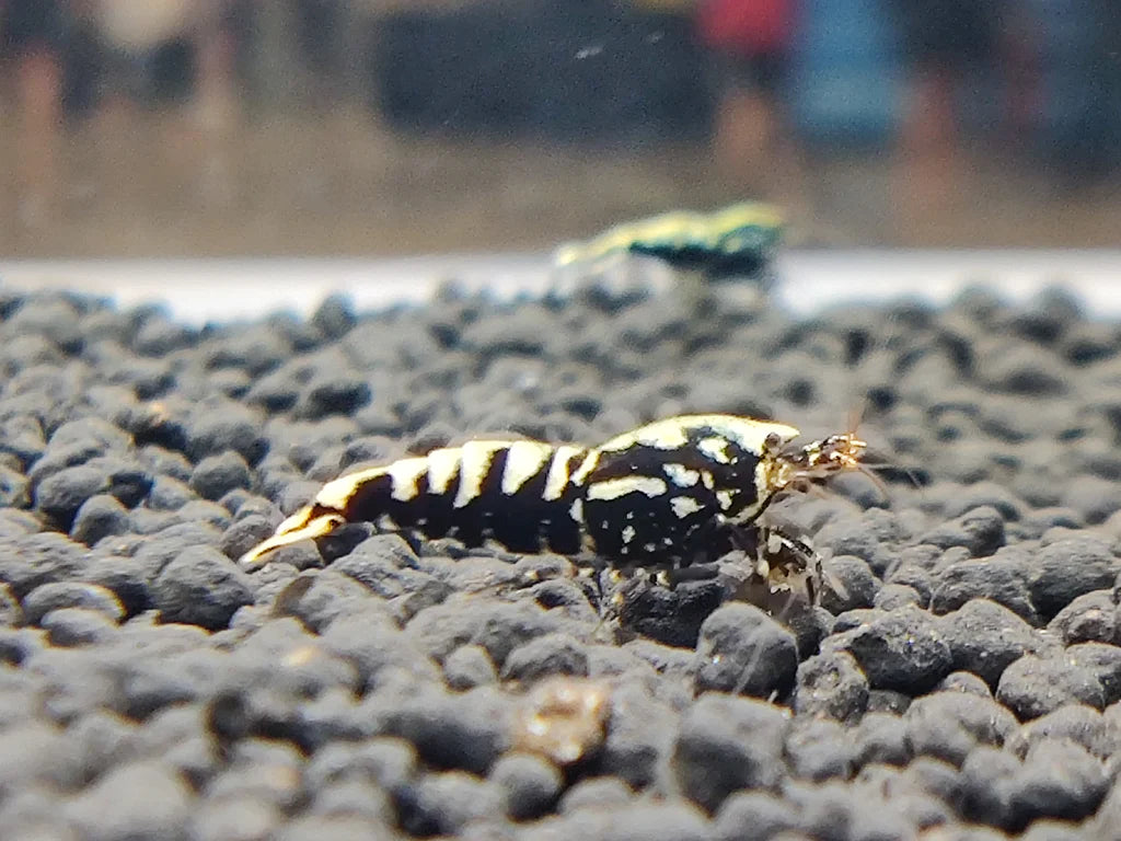 Black Galaxy Caridina Shrimp, Black and White Caridina Shrimp, White and Black Caridina shrimp, Black Galaxy Caridina shrimp for sale, black galaxy fishbone shrimp, black galaxy shrimp for sale, buy black galaxy shrimp online, black galaxy caridina shrimp for sale