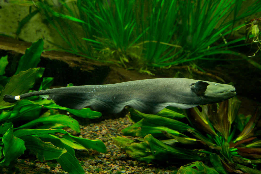 ghost fish, knife fish, black ghost knife fish, black ghost, ghost knife fish, knifefish, black ghost knifefish, black ghost fish, black knife fish, black ghost knife fish for sale, buy knifefish online