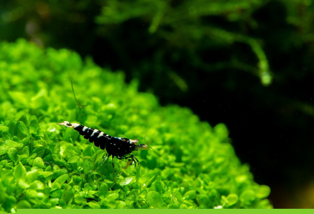 black king kong shrimp for sale, caridina shrimp for sale, black caridina shrimp for sale, panda shrimp, king shrimp, shrimp king, king kong shrimp, black king kong, black panda shrimp, black bee shrimp, black king kong shrimp