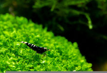 Black King Kong Caridina Shrimp