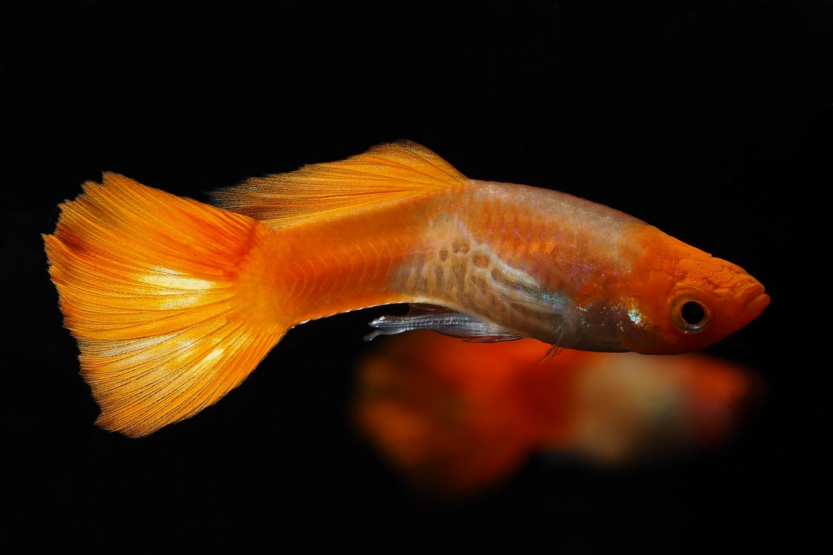 Blonde Cobra Fancy Guppy Fish for Sale