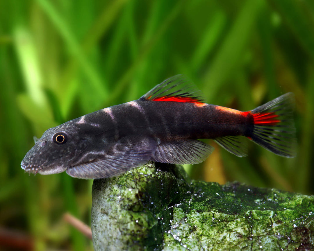 bloody mary hillstream loach, loaches for sale, hillstream loach for sale, hillstream loaches for sale, bloody mary hillstream loach in aquarium tank, mary hillstream loach, bloody hillstream loach, loach fish, buy loach fish online, live loach fish