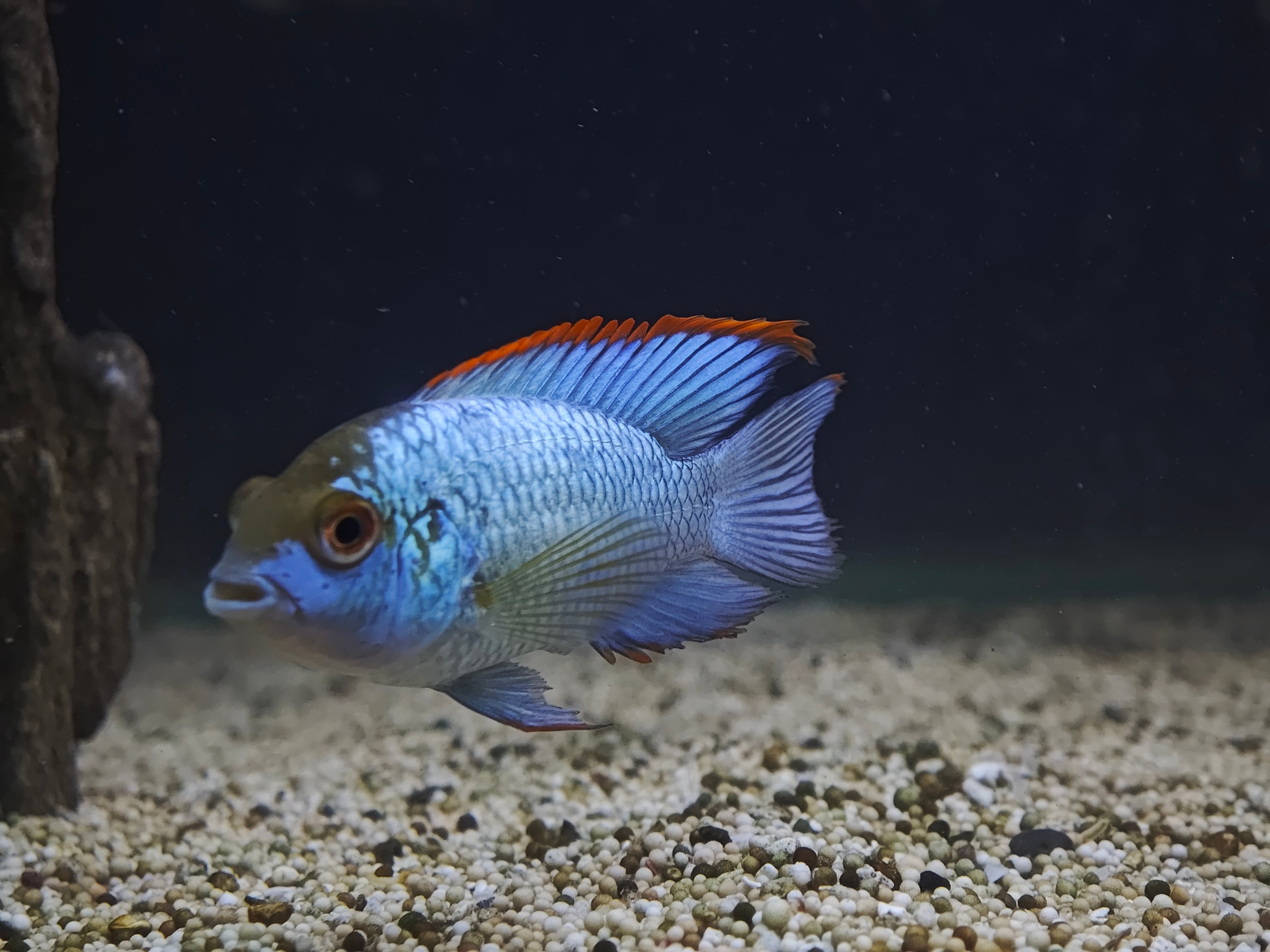 electric blue acara, blue acara, acara fish, blue acara cichlid, electric blue cichlid, electric blue acara size, electric blue acara cichlid, blue acara fish, electric blue acara for sale, blue acara for sale, electric blue acura, blue electric cichlid, electric blue cichlids, blue fish for sale, electric blue acara for sale near me