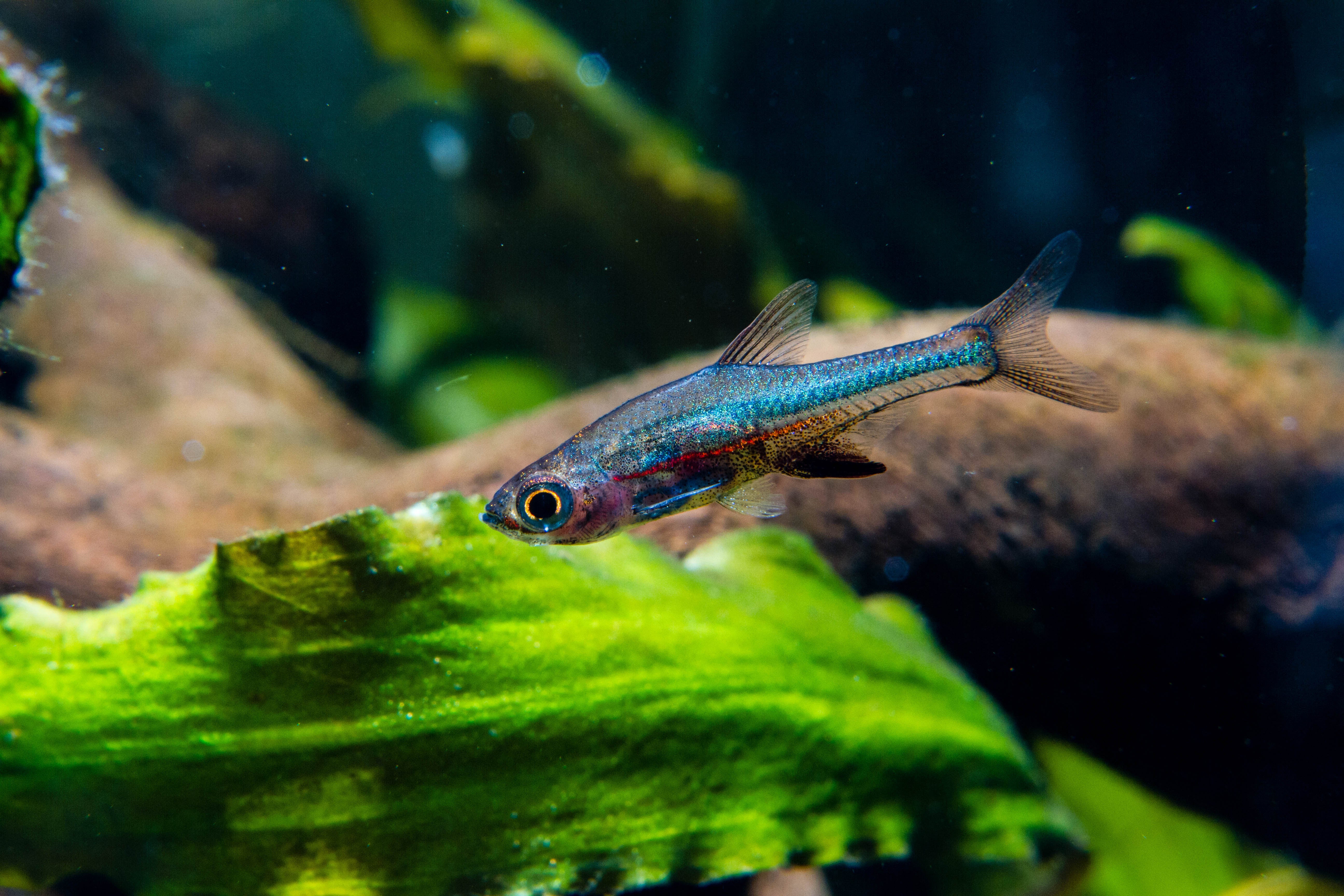 blue neon rasbora, neon blue rasbora, blue rasbora, blue axelrodi rasbora, blue rasboras, neon blue rasboras, blue neon rasboras, axelrodi rasbora, blue neon dwarf rasbora, blue axelrodi, rasbora axelrodi, neon blue rasbora for sale